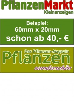 Kleinanzeige im PflanzenMarkt 60x20mm